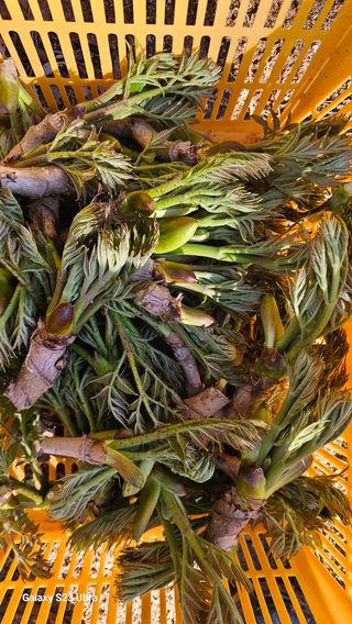 염봉섭님의 기타작물 · 영농일지 작성글 사진