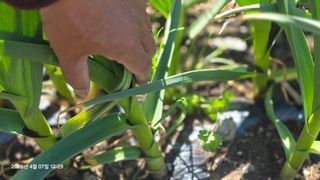 박용열조물주님 님의 양파 · 영농일지 작성글 사진