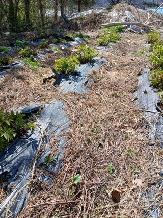 강지현님의 기타작물 · 영농일지 작성글 사진