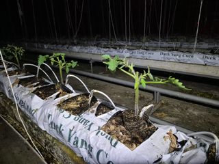 늘햇살팜 님의 기타작물 · 영농일지 작성글 사진