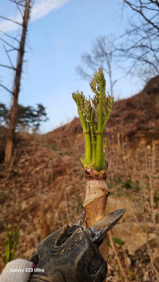 염봉섭님의 기타작물 · 영농일지 작성글 사진
