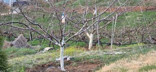 한내님의 기타작물 · 영농일지 작성글 사진