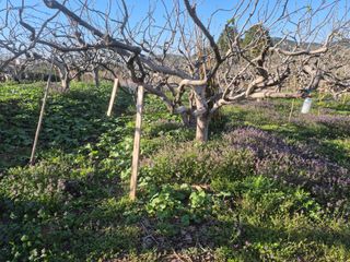 최진일님의 감 · 영농일지 작성글 사진