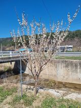 팜모닝 기타작물·영농일지 게시글 이미지