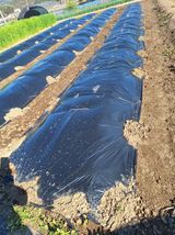 팜모닝 기타작물·영농일지 게시글 이미지