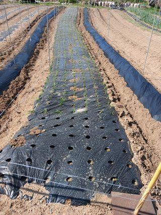 소율이네농장님의 파 · 영농일지 작성글 사진