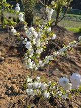 팜모닝 기타작물·영농일지 게시글 이미지