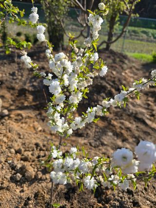 김영순님의 기타작물 · 영농일지 작성글 사진