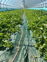 팜모닝 기타작물·영농일지 게시글 이미지