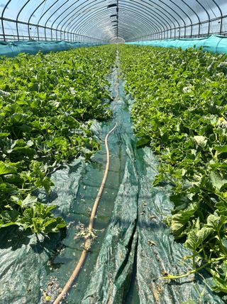 유호진님의 기타작물 · 영농일지 작성글 사진