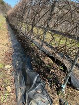 팜모닝 기타작물·영농일지 게시글 이미지