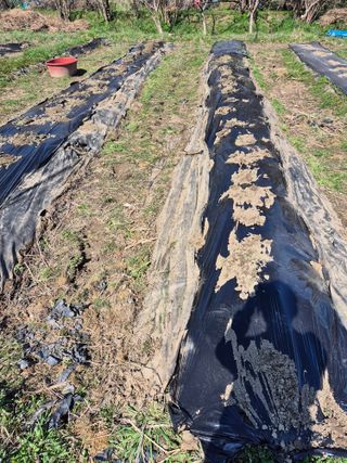 상숙님의 기타작물 · 영농일지 작성글 사진