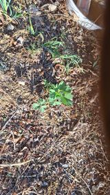 팜모닝 두릅·영농일지 게시글 이미지