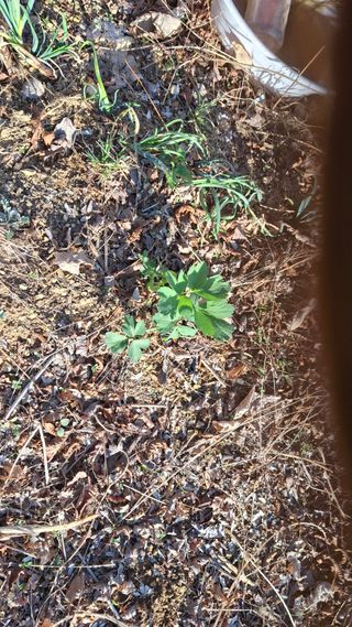 수기님의 두릅 · 영농일지 작성글 사진