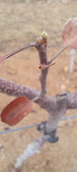 김종식님의 사과 · 영농일지 작성글 사진