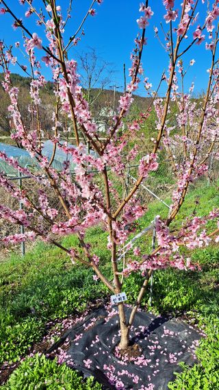 주윤발이님의 기타작물 · 영농일지 작성글 사진