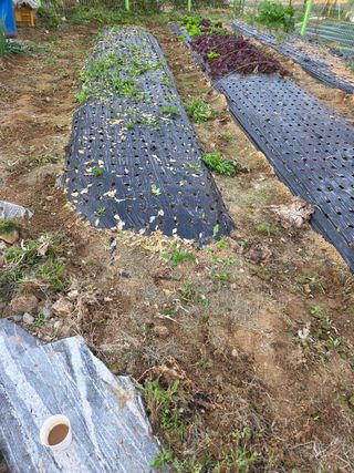 김연숙님의 기타작물 · 영농일지 작성글 사진