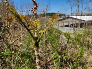 꿀복이농장님의 두릅 · 영농일지 작성글 사진