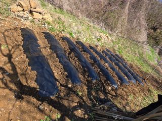 조일성님의 상추 · 영농일지 작성글 사진