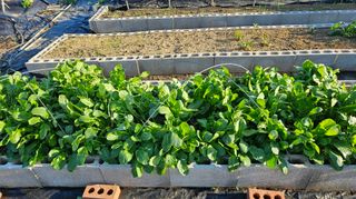 김인수님의 기타작물 · 영농일지 작성글 사진