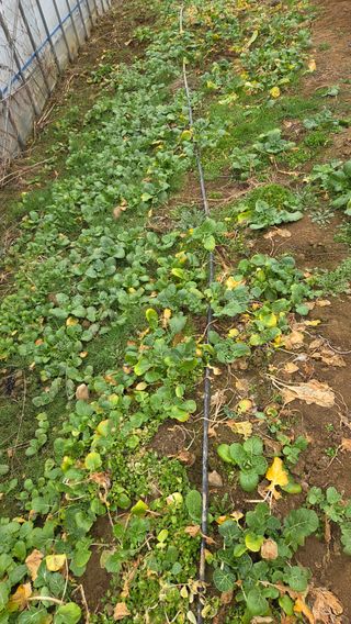 정유기님의 기타작물 · 영농일지 작성글 사진