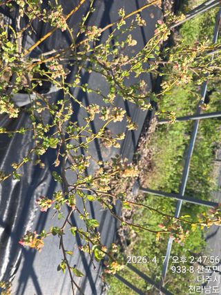 축복농장님의 기타작물 · 영농일지 작성글 사진