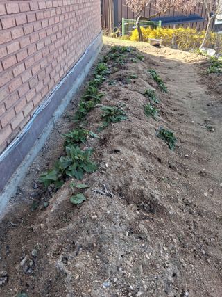 딸기17376님의 기타작물 · 영농일지 작성글 사진