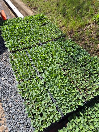 조성민님의 상추 · 영농일지 작성글 사진