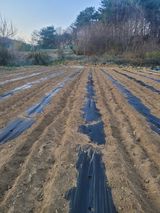 팜모닝 감자·영농일지 게시글 이미지