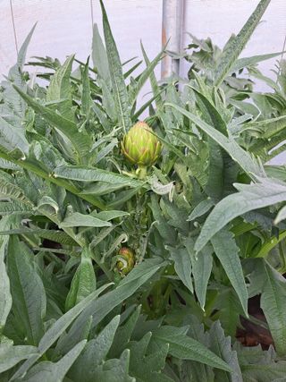 한림한경님의 호박 · 영농일지 작성글 사진