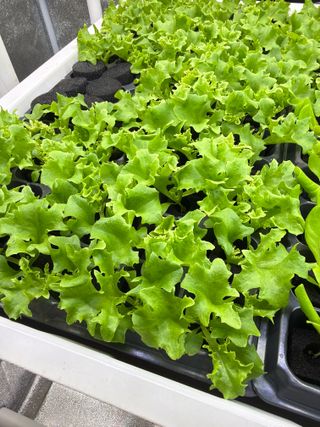 옴마님의 기타작물 · 영농일지 작성글 사진