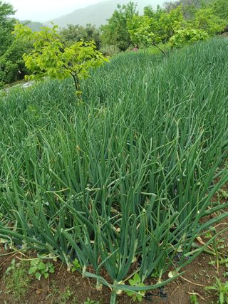 박지성 님의 기타작물 · 영농일지 작성글 사진