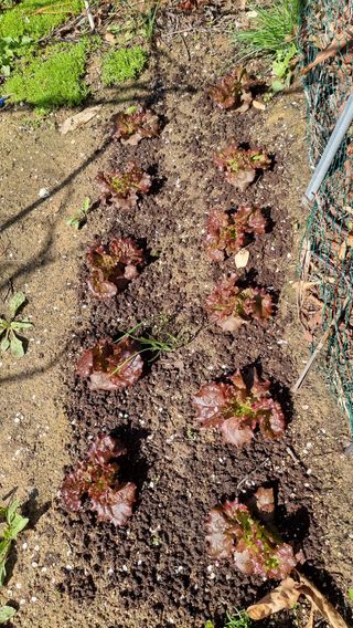 권혁렬님의 상추 · 영농일지 작성글 사진