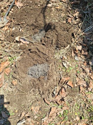 헤이쥬회원님의 호박 · 영농일지 작성글 사진