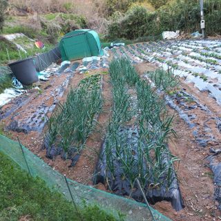 김건우님의 감자 · 영농일지 작성글 사진