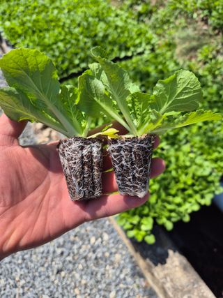 조성민님의 상추 · 영농일지 작성글 사진