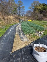 팜모닝 마늘·영농일지 게시글 이미지