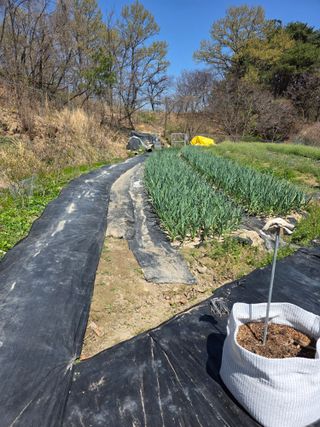 열정님의 마늘 · 영농일지 작성글 사진