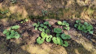 권혁렬님의 상추 · 영농일지 작성글 사진