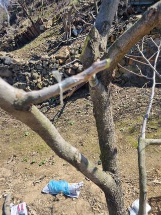 김용대님의 기타작물 · 영농일지 작성글 사진