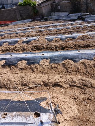 최유순님의 고추 · 영농일지 작성글 사진