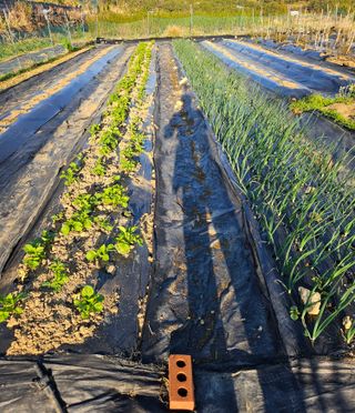 김인수님의 기타작물 · 영농일지 작성글 사진