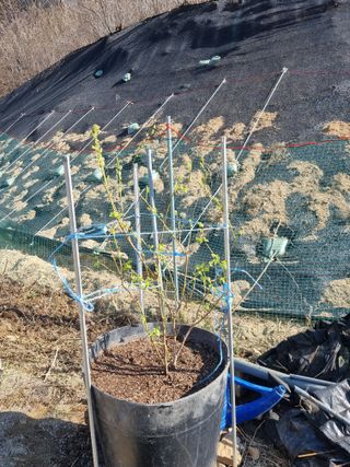 참깨16081님의 기타작물 · 영농일지 작성글 사진