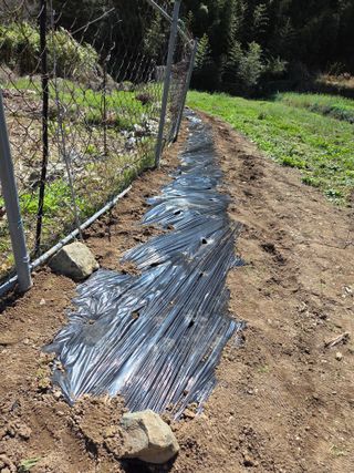 최성욱님의 감자 · 영농일지 작성글 사진