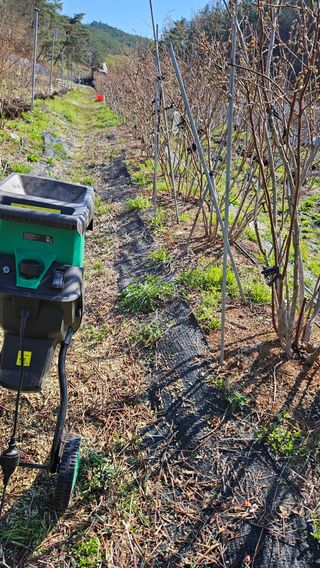 대봉농원 이경화님의 블루베리 · 영농일지 작성글 사진