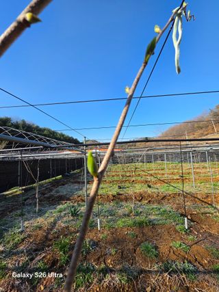 김종협님의 기타작물 · 영농일지 작성글 사진