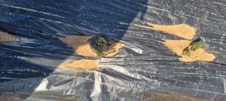 지용환님의 기타작물 · 영농일지 작성글 사진