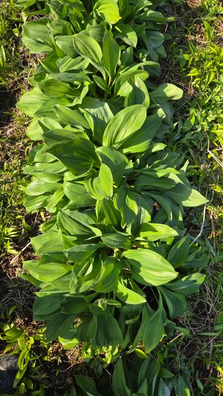 정유기님의 기타작물 · 영농일지 작성글 사진