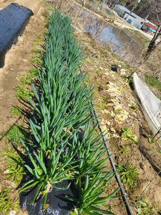 전선경님의 기타작물 · 영농일지 작성글 사진