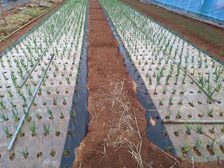 김용환님의 마늘 · 영농일지 작성글 사진